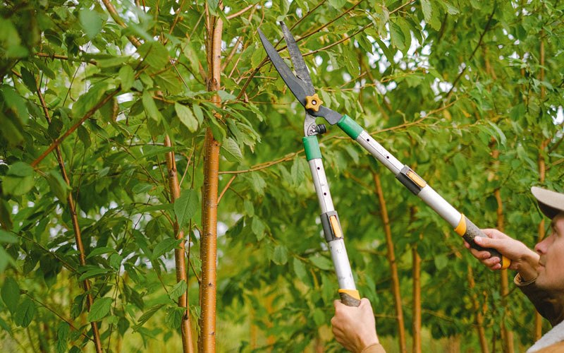 Tree trimming in Los Molinos, CA